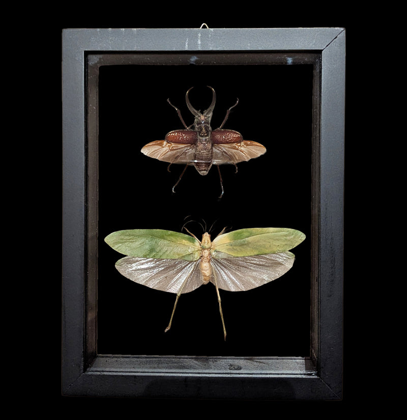 Two Double Glass Framed Assorted Insects-Insects-Natural Insect-PaxtonGate
