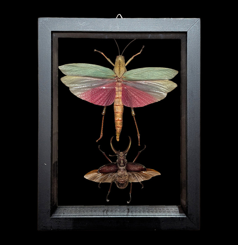 Two Double Glass Framed Assorted Insects-Insects-Natural Insect-PaxtonGate