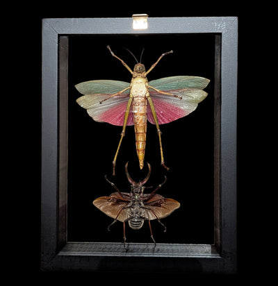 Two Double Glass Framed Assorted Insects-Insects-Natural Insect-PaxtonGate