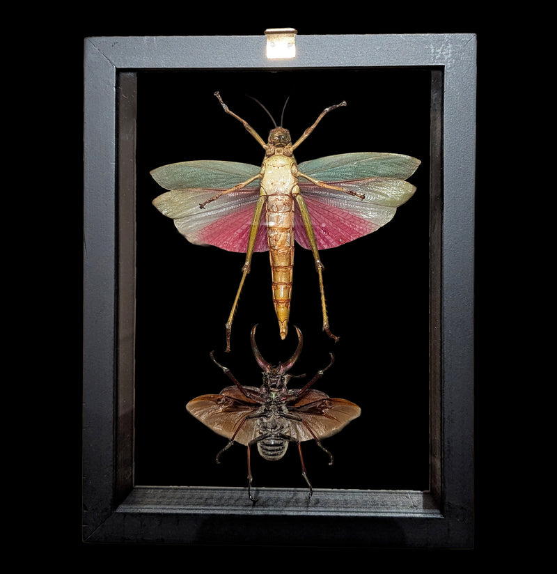 Two Double Glass Framed Assorted Insects-Insects-Natural Insect-PaxtonGate