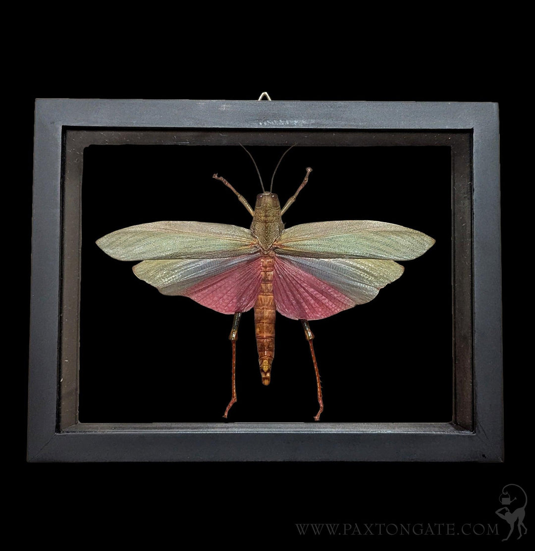Paxton_Gate_Framed_Bug_Mixed_O