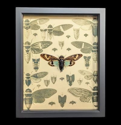 Cicada Natural History Display-Insects-Bug Under Glass-PaxtonGate
