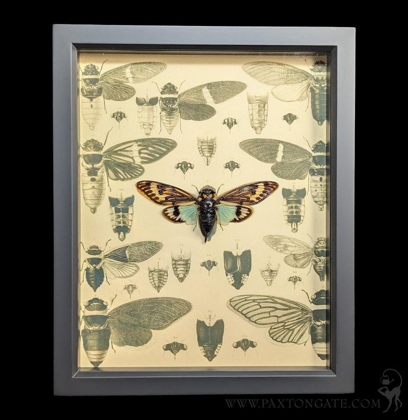 Cicada Natural History Display-Insects-Bug Under Glass-PaxtonGate