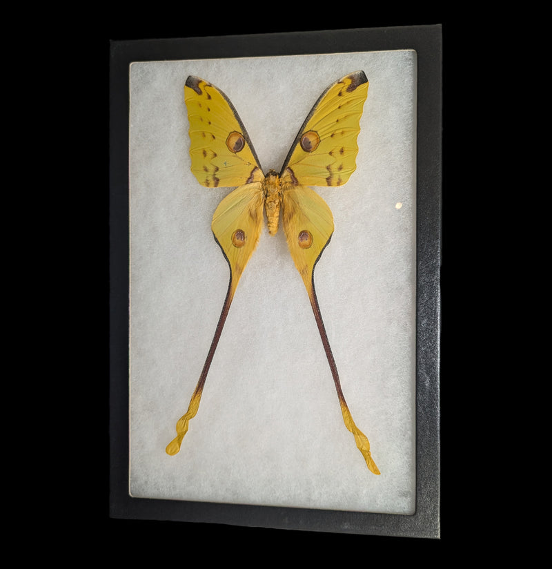 Riker Mounted Male Comet Moth-Insects-Smilodon Resources LLC-PaxtonGate