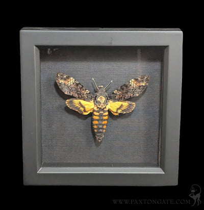 Framed Death's-Head Moth-Insects-Bug Under Glass-PaxtonGate