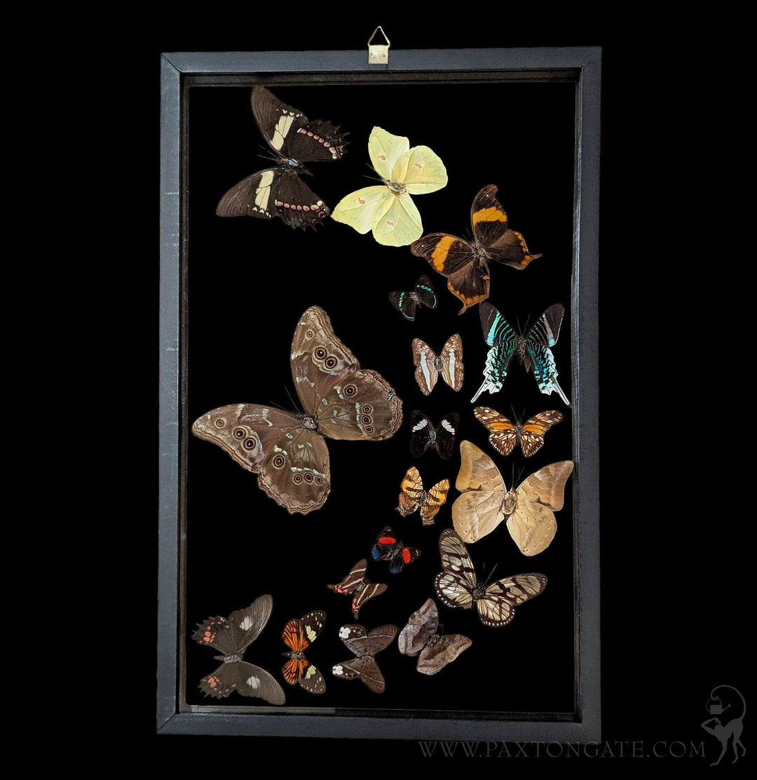 Eighteen Sweeping Double Glass Framed Butterflies For Sale
