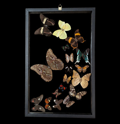 Eighteen Sweeping Double Glass Framed Butterflies-Insects-Natural Insect-PaxtonGate
