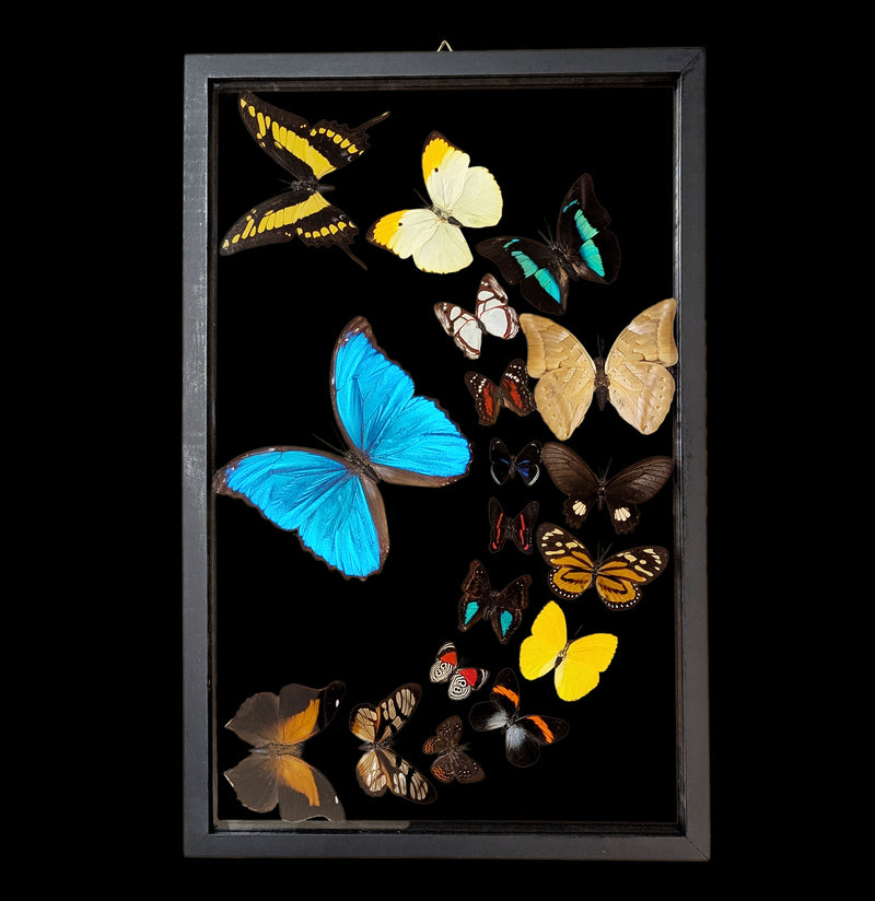 Eighteen Sweeping Double Glass Framed Butterflies-Insects-Natural Insect-PaxtonGate