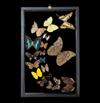 Eighteen Sweeping Double Glass Framed Butterflies-Insects-Natural Insect-PaxtonGate