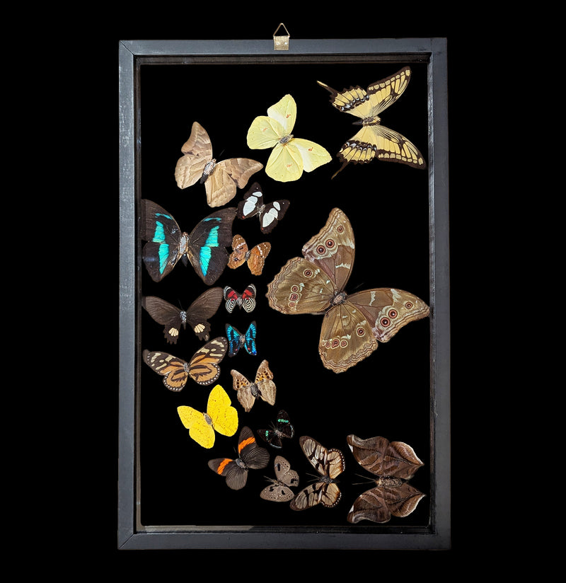 Eighteen Sweeping Double Glass Framed Butterflies-Insects-Natural Insect-PaxtonGate