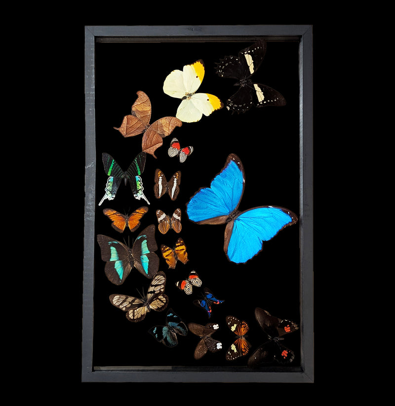 Eighteen Sweeping Double Glass Framed Butterflies-Insects-Natural Insect-PaxtonGate