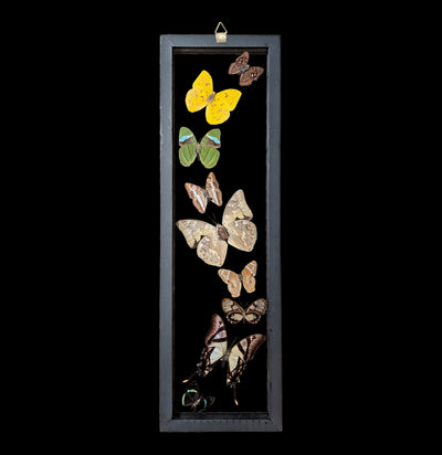 Nine Double Glass Framed Sweeping Butterflies-Insects-Natural Insect-PaxtonGate