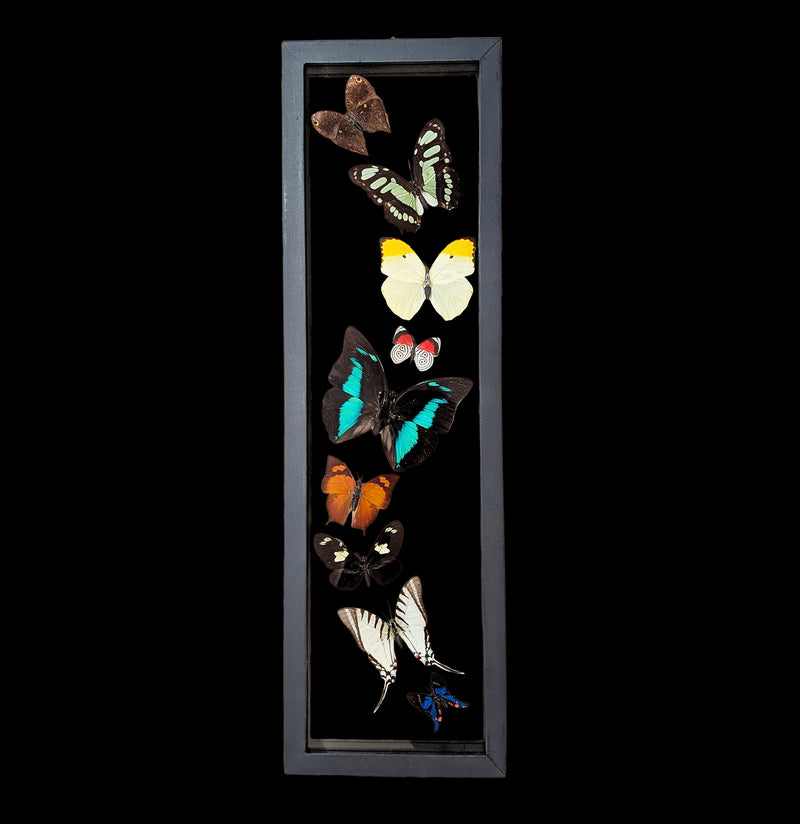 Nine Double Glass Framed Sweeping Butterflies-Insects-Natural Insect-PaxtonGate