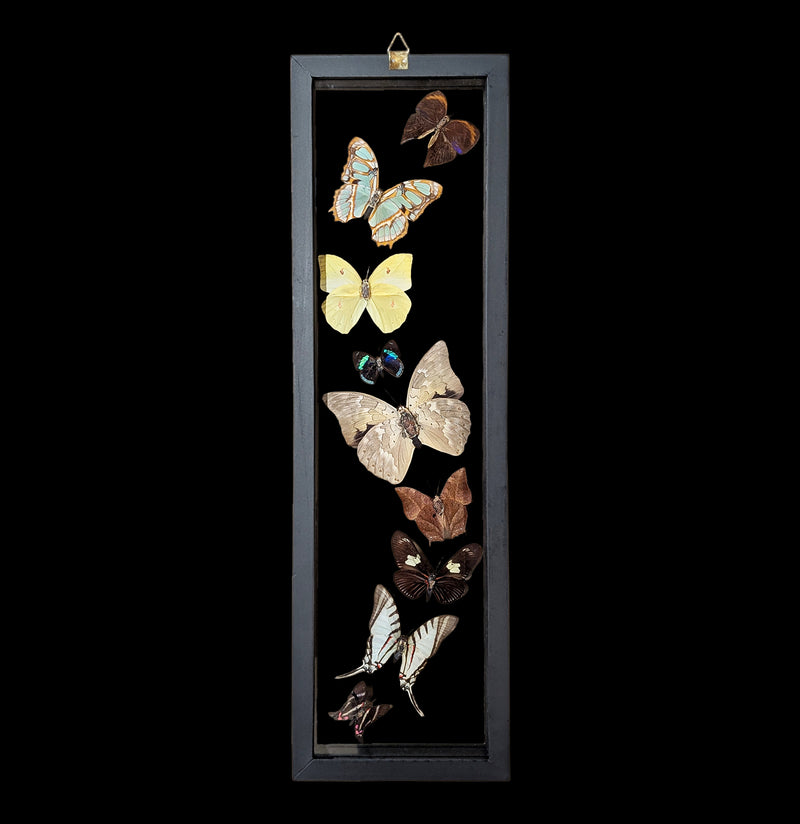 Nine Double Glass Framed Sweeping Butterflies-Insects-Natural Insect-PaxtonGate