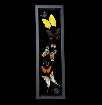 Nine Double Glass Framed Sweeping Butterflies-Insects-Natural Insect-PaxtonGate