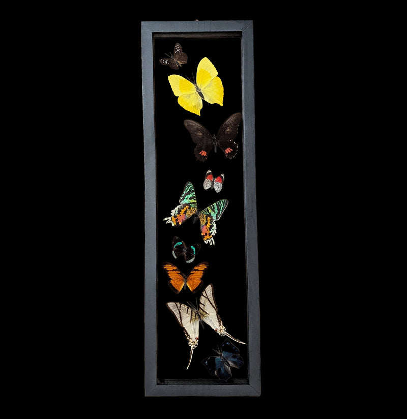Nine Double Glass Framed Sweeping Butterflies-Insects-Natural Insect-PaxtonGate