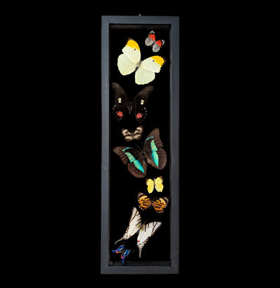 Nine Double Glass Framed Sweeping Butterflies-Insects-Natural Insect-PaxtonGate