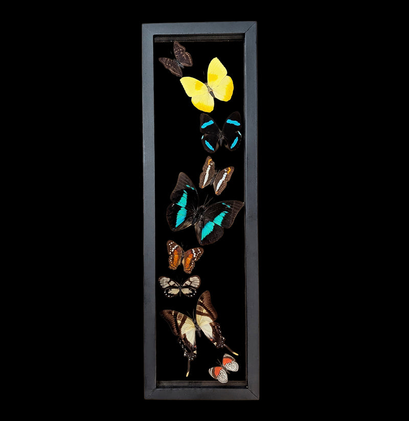 Nine Double Glass Framed Sweeping Butterflies-Insects-Natural Insect-PaxtonGate