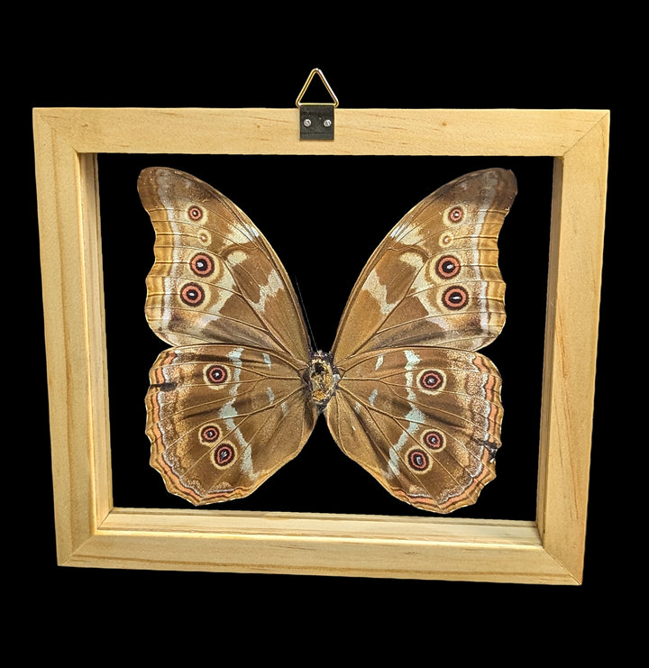 蝶 標本 Morpho didius Amazon.co.jp: 蝶の標本 ディディウスモルフォ Morpho didius