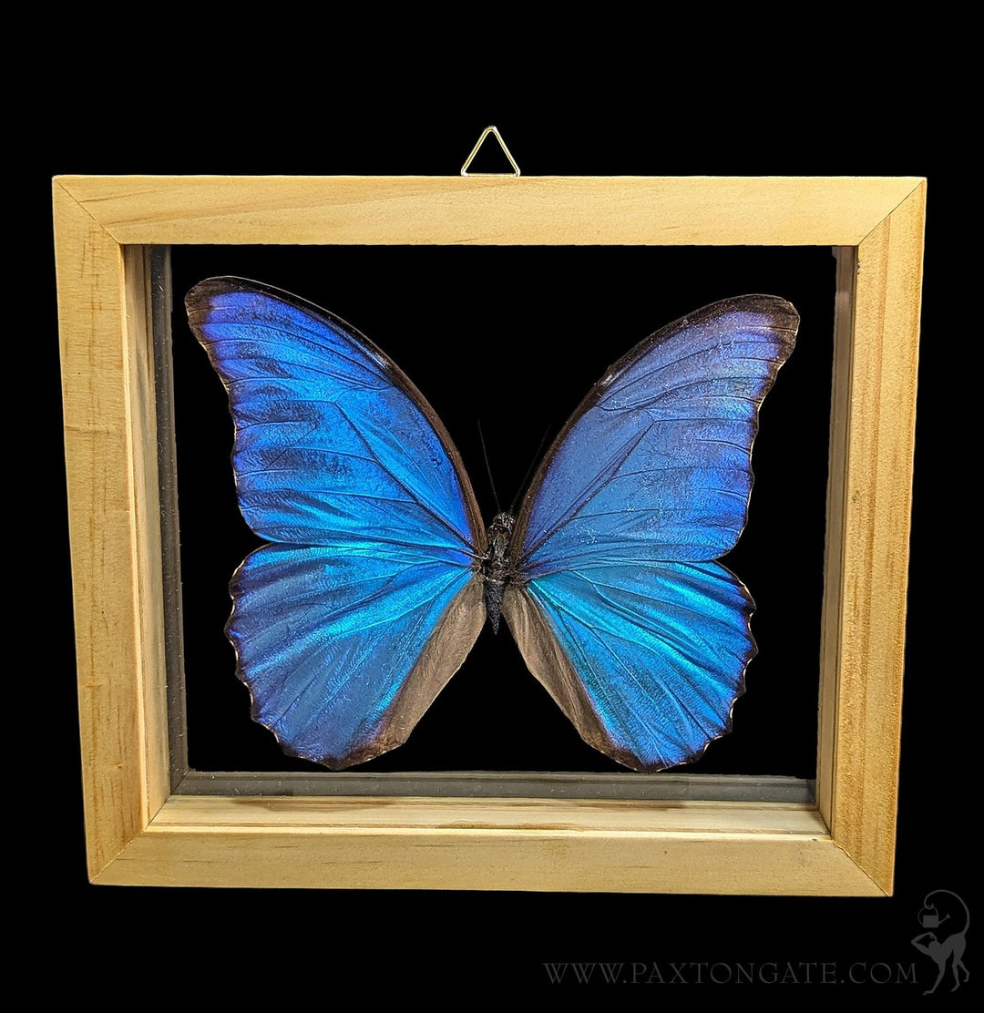 Morpho didius 標本 Double Glass Framed Morpho Didius Butterfly For Sale | Paxton Gate