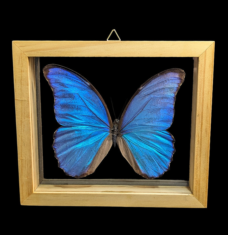 Double Glass Framed Morpho Didius Butterfly-Insects-Natural Insect-PaxtonGate