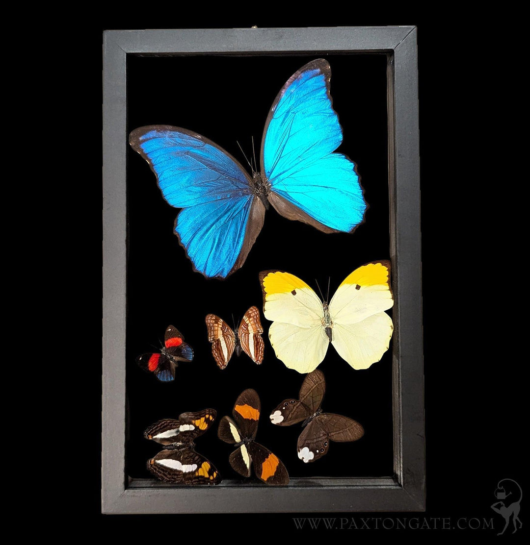 Paxton_Gate_Framed_Morpho_and_
