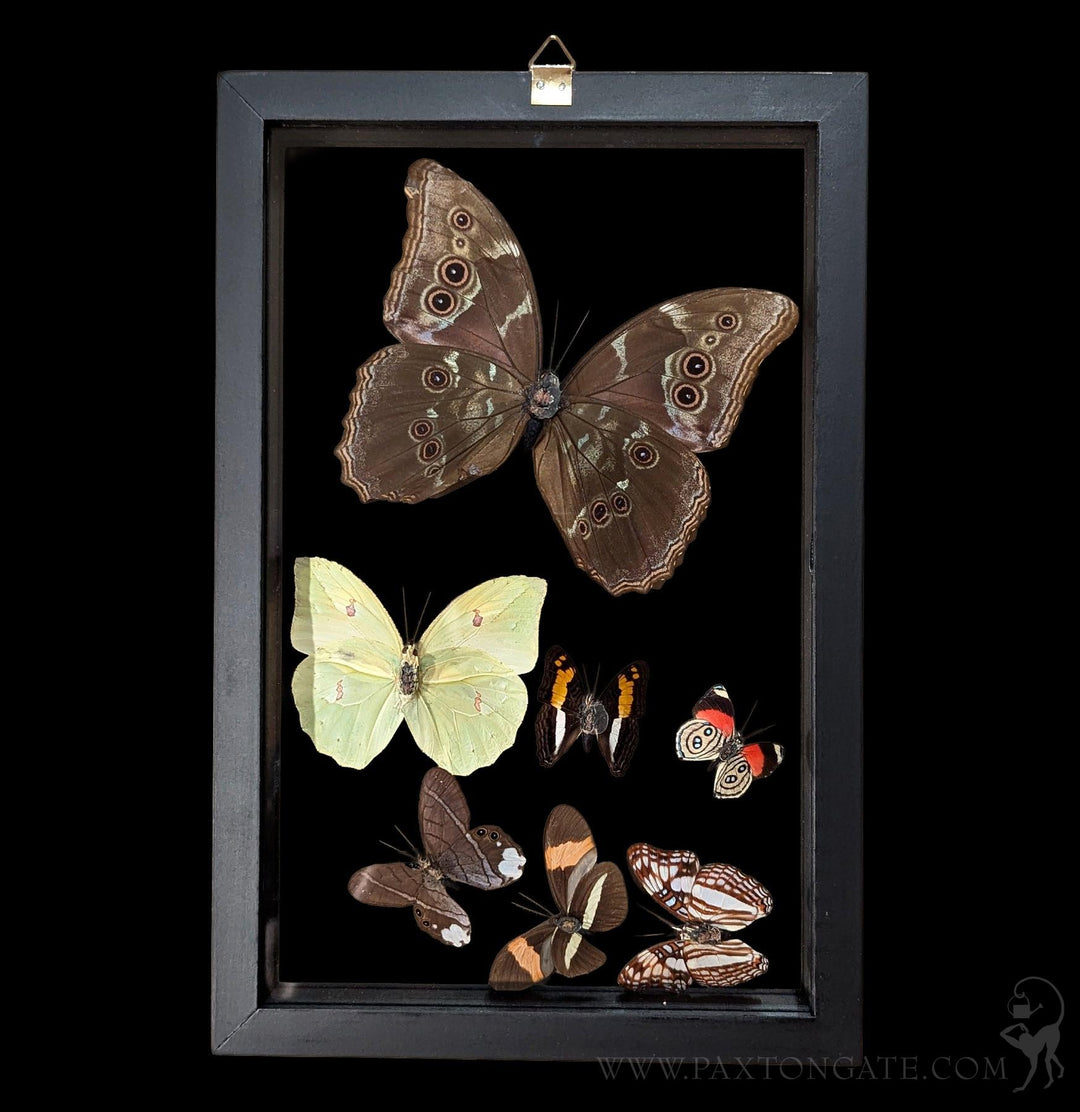 Paxton_Gate_Framed_Morpho_and_