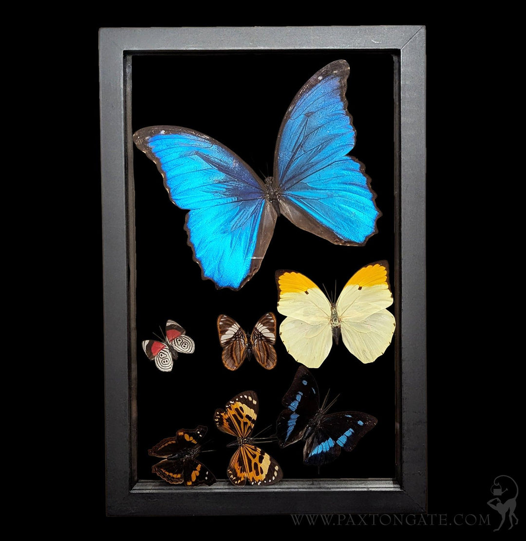 Seven Double Glass Framed Sweeping Butterflies For Sale | Paxton Gate