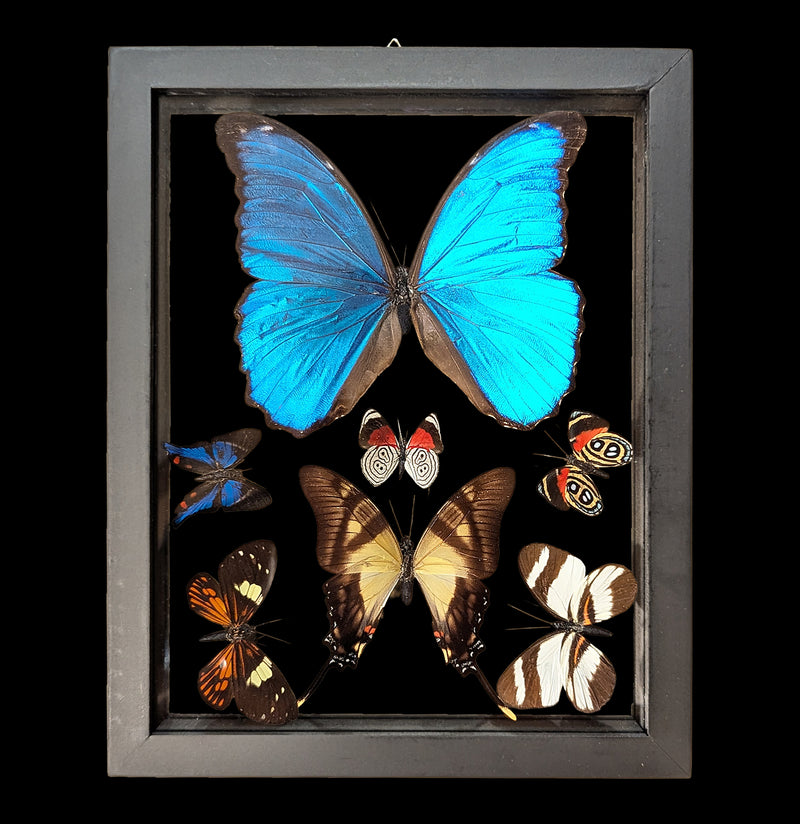 Double Glass Framed Morpho plus 6 Butterflies-Insects-Natural Insect-PaxtonGate