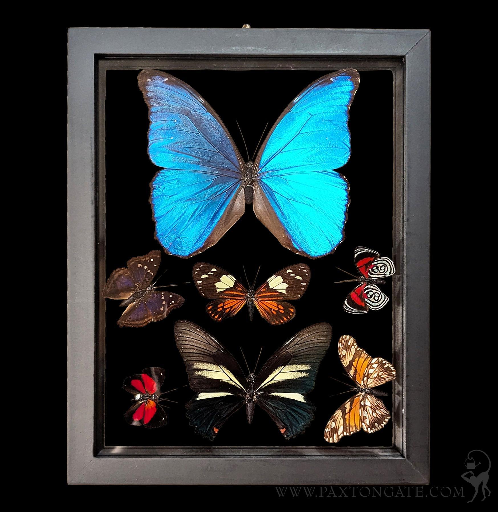 morphose Jewel Butterfly スカート 2色セット morphose Jewel Butterfly スカート 2色セット Metamorphose Jewel