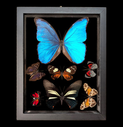 Double Glass Framed Morpho plus 6 Butterflies-Insects-Natural Insect-PaxtonGate