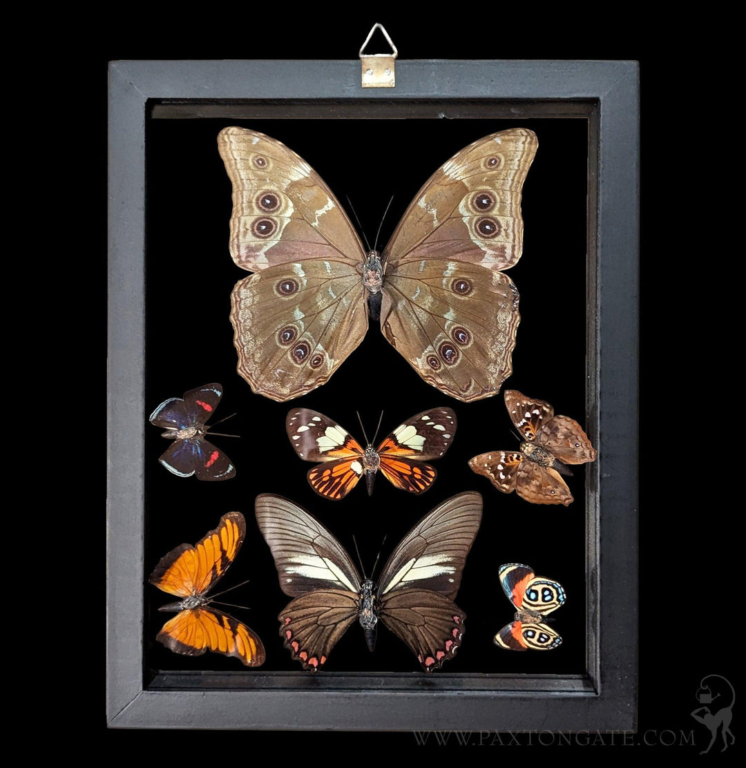 Double Glass Framed Morpho plus 6 Butterflies For Sale | Paxton Gate
