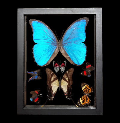 Double Glass Framed Morpho plus 6 Butterflies-Insects-Natural Insect-PaxtonGate