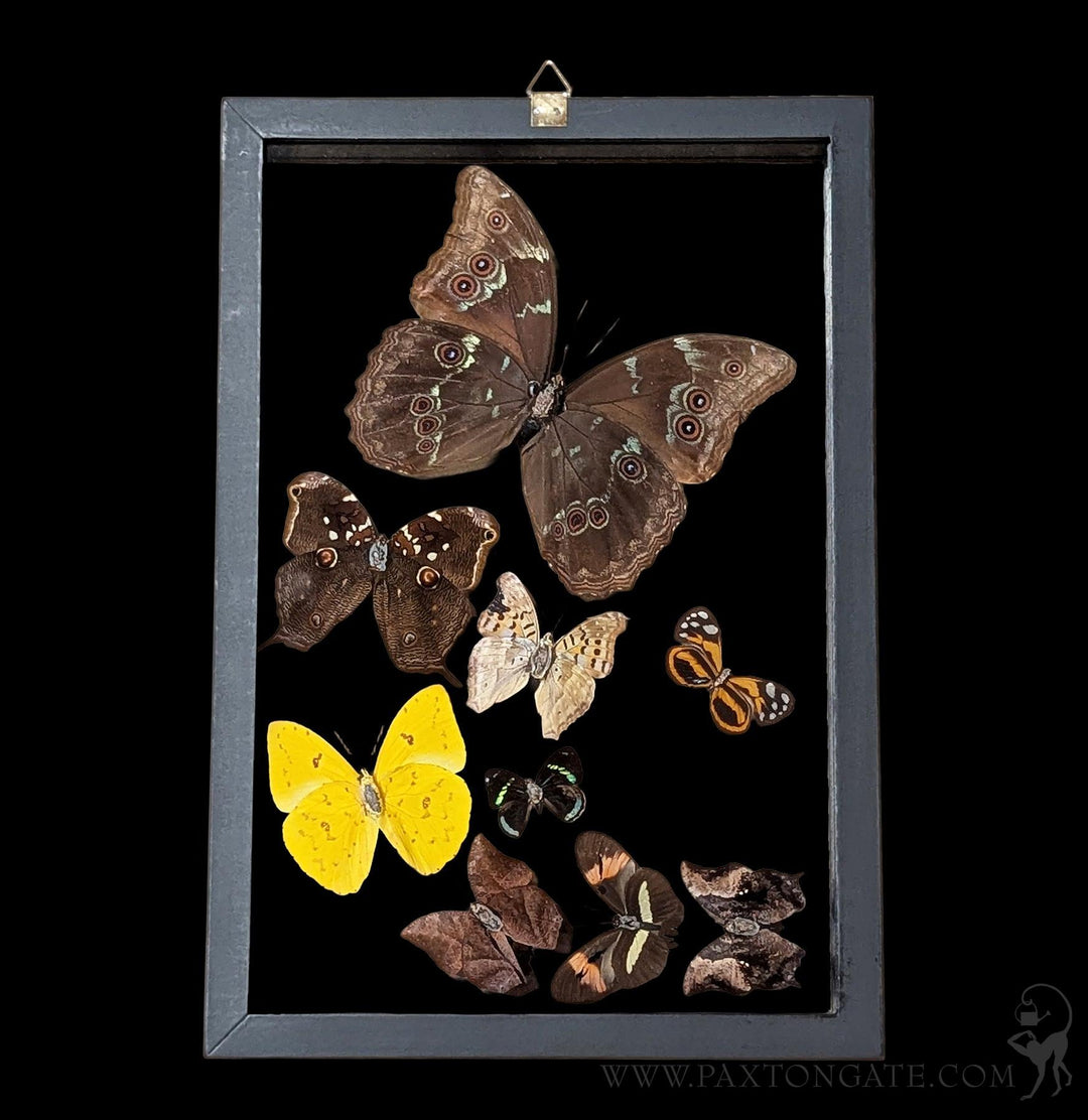 ドウセイカレシ　ButterflyLip Butterfly Gloss セット Paxton_Gate_Framed_Morpho_eigh