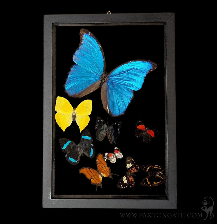 Paxton_Gate_Framed_Morpho_eigh