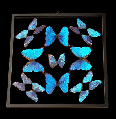 Thirteen Double Glass Framed Morpho Butterflies-Insects-Natural Insect-PaxtonGate