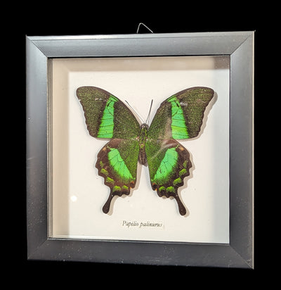 Framed Papilio Palinurus Butterfly-Insects-Butterflies By God-PaxtonGate