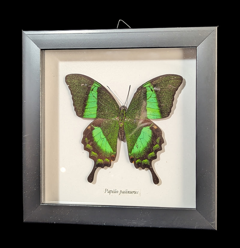Framed Papilio Palinurus Butterfly-Insects-Butterflies By God-PaxtonGate