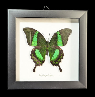 Framed Papilio Palinurus Butterfly-Insects-Butterflies By God-PaxtonGate