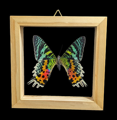 Double Glass Framed Urania Ripheus Moth-Insects-Natural Insect-PaxtonGate