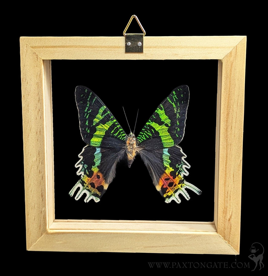 Double Glass Framed Urania ripheus Moth For Sale | Paxton Gate