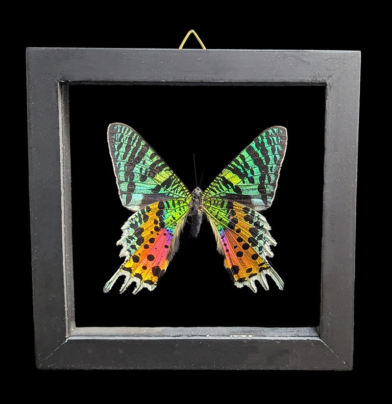 Double Glass Framed Urania Ripheus Moth-Insects-Natural Insect-PaxtonGate