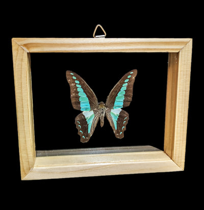 Assorted Double Glass Framed Butterflies - Paxton Gate