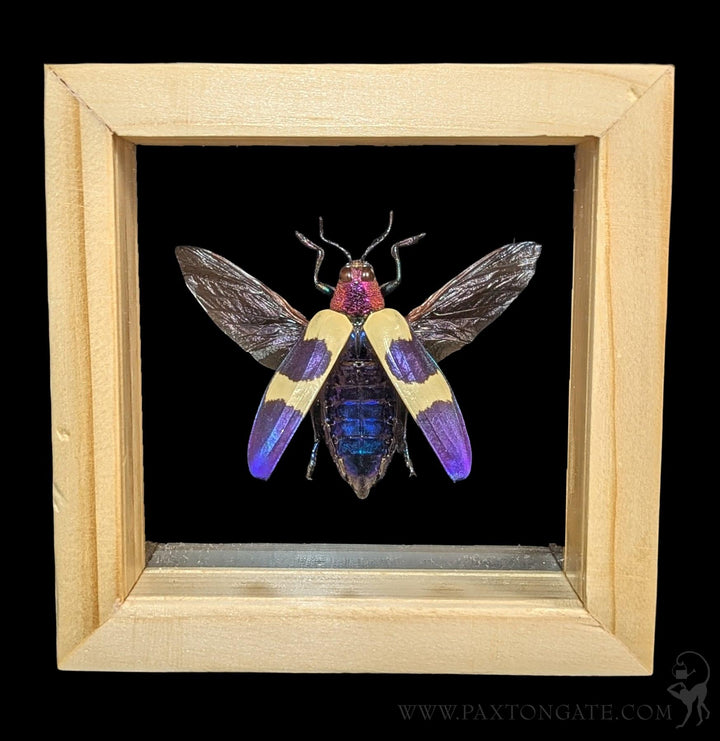 Assorted Double Glass Framed Beetles For Sale | Paxton Gate