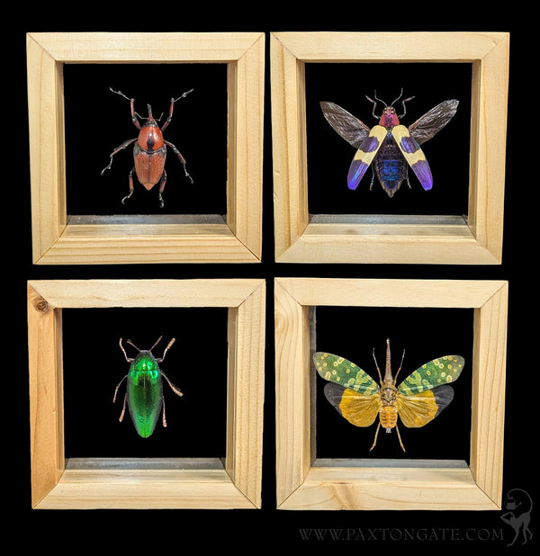Assorted Double Glass Framed Beetles-Insects-World Buyers-PaxtonGate