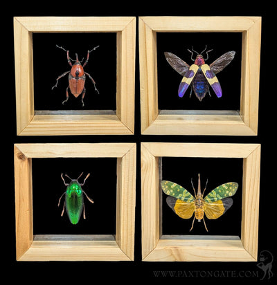 Double Glass Framed Caligo Eurilochus Butterfly For Sale | Paxton Gate
