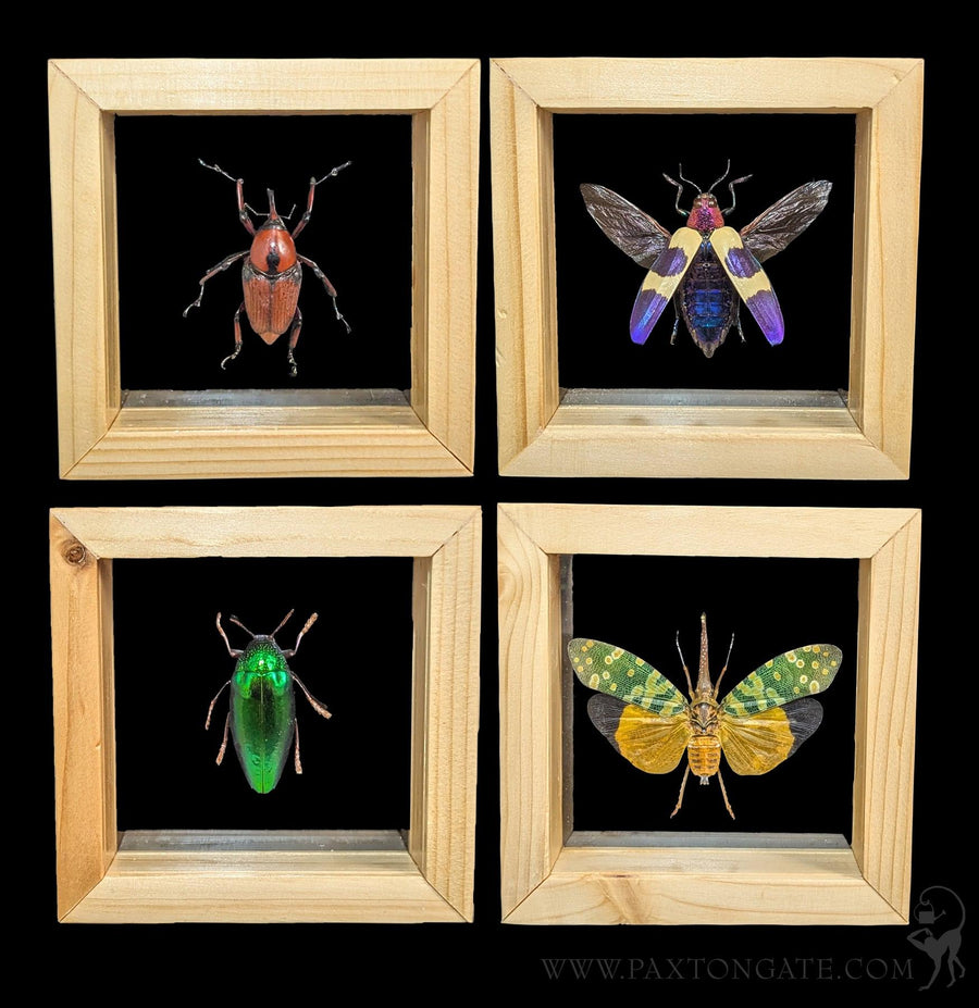 Double Glass Framed Caligo Eurilochus Butterfly For Sale | Paxton Gate