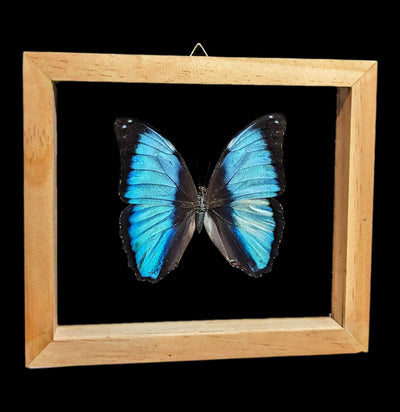 Double Glass Framed Morpho Deidamia Butterfly - Paxton Gate