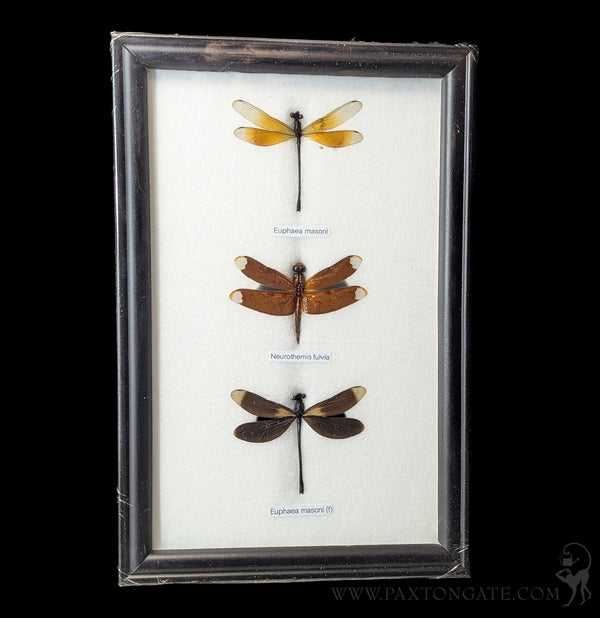 Three Riker Mounted Dragonflies-Insects-World Buyers-PaxtonGate