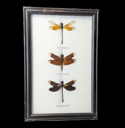 Three Riker Mounted Dragonflies-Insects-World Buyers-PaxtonGate
